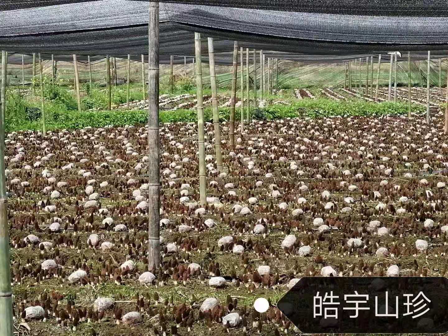&#107;&#97;&#105;&#121;&#117;&#110;&#20307;&#32946;&#23448;&#26041;&#32593;&#31449;&#20840;&#31449;&#20837;&#21475;&#40;&#107;&#97;&#105;&#121;&#117;&#110;&#41;&#40;&#20013;&#22269;&#41;&#23448;&#32593;&#20837;&#21475;&#30331;&#24405;