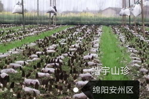 &#107;&#97;&#105;&#121;&#117;&#110;&#20307;&#32946;&#23448;&#26041;&#32593;&#31449;&#20840;&#31449;&#20837;&#21475;&#40;&#107;&#97;&#105;&#121;&#117;&#110;&#41;&#40;&#20013;&#22269;&#41;&#23448;&#32593;&#20837;&#21475;&#30331;&#24405;