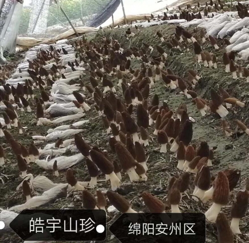 &#107;&#97;&#105;&#121;&#117;&#110;&#20307;&#32946;&#23448;&#26041;&#32593;&#31449;&#20840;&#31449;&#20837;&#21475;&#40;&#107;&#97;&#105;&#121;&#117;&#110;&#41;&#40;&#20013;&#22269;&#41;&#23448;&#32593;&#20837;&#21475;&#30331;&#24405;